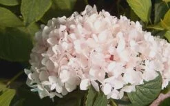 Blushing Bride Endless Summer Hydrangea - 3 Gallon Pot -Garden Plant Shop Hydrangea Blushing Bride 2 2