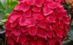 Cardinal Red Hydrangea - 3 Gallon Pot -Garden Plant Shop Hydrangea Cardinal 1