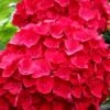 Cardinal Red Hydrangea - 3 Gallon Pot