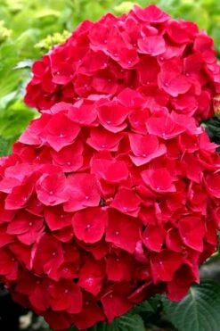 Cardinal Red Hydrangea - 1 Gallon Pot