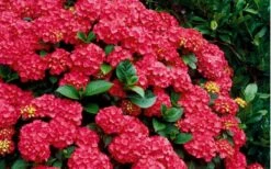Cardinal Red Hydrangea - 6 Pack Of 1 Gallon Pots -Garden Plant Shop Hydrangea Cardinal Shrub In Bloom