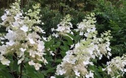 Kyushu Hydrangea - 3 Gallon Pot -Garden Plant Shop Hydrangea Chantilly Lace 1