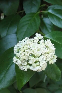 Climbing Hydrangea - Decumaria Barbara - 3 Gallon Pot -Garden Plant Shop Hydrangea Climbing Decumaria Barbara 13