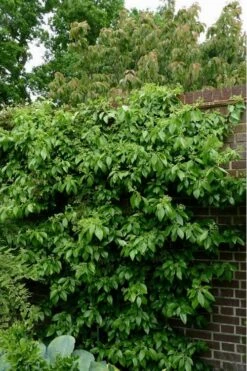 Climbing Hydrangea - Decumaria Barbara - 3 Gallon Pot -Garden Plant Shop Hydrangea Climbing Decumaria Barbara 15