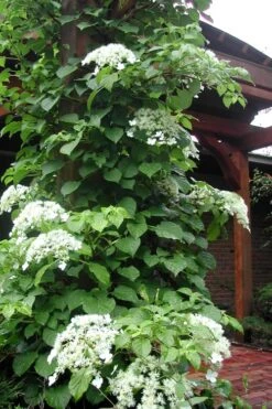 Climbing Hydrangea 'Petiolaris' - 1 Gallon Pot -Garden Plant Shop Hydrangea Climbing Petiolaris 10