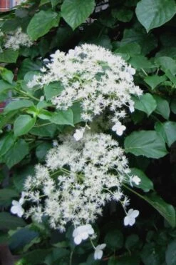 Climbing Hydrangea 'Petiolaris' - 1 Gallon Pot