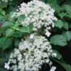 Climbing Hydrangea 'Petiolaris' - 3 Gallon Pot