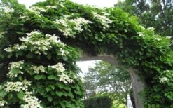 Climbing Hydrangea 'Petiolaris' - 2 Gallon Pot -Garden Plant Shop Hydrangea Climbing Petiolaris 13 1