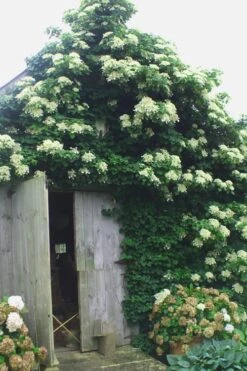Climbing Hydrangea 'Petiolaris' - 3 Gallon Pot -Garden Plant Shop Hydrangea Climbing Petiolaris 15 3