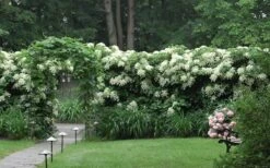 Climbing Hydrangea 'Petiolaris' - 3 Gallon Pot -Garden Plant Shop Hydrangea Climbing Petiolaris 16 3
