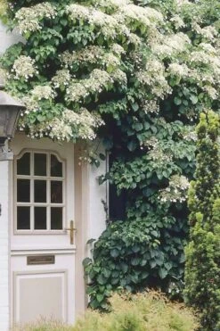 Climbing Hydrangea 'Petiolaris' - 3 Gallon Pot -Garden Plant Shop Hydrangea Climbing Petiolaris 17 3