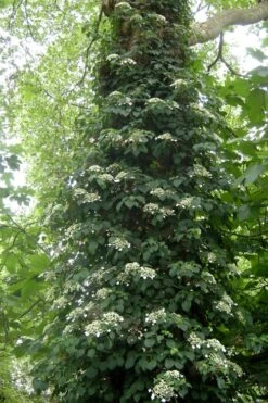 Climbing Hydrangea 'Petiolaris' - 1 Gallon Pot -Garden Plant Shop Hydrangea Climbing Petiolaris 8