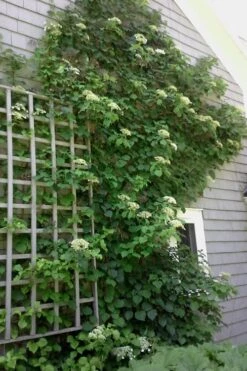 Climbing Hydrangea 'Petiolaris' - 1 Gallon Pot (2.5-3') -Garden Plant Shop Hydrangea Climbing Petiolaris 9 1