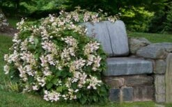 Roseum Pink Climbing Hydrangea - Schizophragma Hydrangeoides - 3 Gallon Pot -Garden Plant Shop Hydrangea Climbing Pink 14