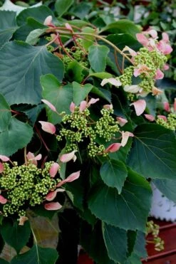 Rose Sensation Pink Climbing Hydrangea Vine - 1 Gallon Pot -Garden Plant Shop Hydrangea Climbing Rose Sensation 2