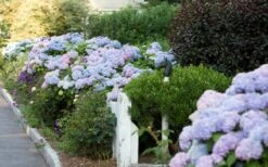 Dear Dolores Hydrangea - 2 Gallon Pot -Garden Plant Shop Hydrangea Dear Dolores Garden Planting