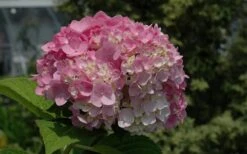 Dear Dolores Hydrangea - 3 Gallon Pot -Garden Plant Shop Hydrangea Dear Dolores Pink 2
