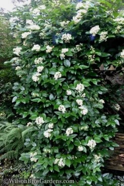 Climbing Hydrangea - Decumaria Barbara - 3 Gallon Pot -Garden Plant Shop Hydrangea Decumaria Barbara 16