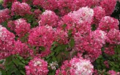 Diamond Rouge Hydrangea - 3 Gallon Pot -Garden Plant Shop Hydrangea Diamond Rouge 7