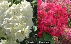 Diamond Rouge Hydrangea - 3 Gallon Pot -Garden Plant Shop Hydrangea Diamond Rouge 8