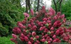 Diamond Rouge Hydrangea - 3 Gallon Pot -Garden Plant Shop Hydrangea Diamond Rouge5