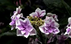 Double Delights Stargazer Hydrangea - 3 Gallon Pot -Garden Plant Shop Hydrangea Double Delights Stargazer 5