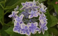 Double Delights Stargazer Hydrangea - 3 Gallon Pot -Garden Plant Shop Hydrangea Double Delights Stargazer 6