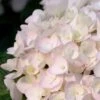 Blushing Bride Endless Summer Hydrangea - 1 Gallon Pot