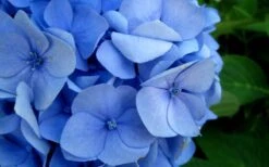 Endless Summer Hydrangea Original - 3 Gallon Pot -Garden Plant Shop Hydrangea Endless Summer Closeup 2
