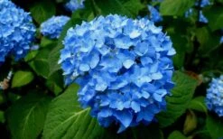 Endless Summer Hydrangea Original - 3 Gallon Pot -Garden Plant Shop Hydrangea Endless Summer Closeup