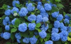 Endless Summer Hydrangea Original - 1 Gallon Pot -Garden Plant Shop Hydrangea Endless Summer Closeup 3 3