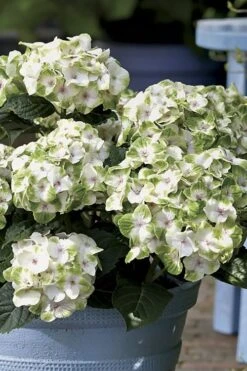Everlasting Noblesse Hydrangea - 3 Gallon Pot 8 Everlasting Noblesse Hydrangea - 3 Gallon Pot -Garden Plant Shop Hydrangea Everlasting Noblesse 1