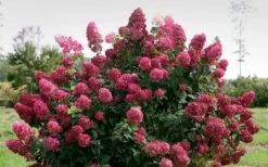 Fire Light Hydrangea - 3 Gallon Pot -Garden Plant Shop Hydrangea Fire Light 1
