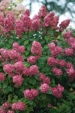 Fire Light Hydrangea - Single Trunk Topiary Tree - 5 Gallon Pot 9 Fire Light Hydrangea - Single Trunk Topiary Tree - 5 Gallon Pot -Garden Plant Shop Hydrangea Fire Light 2 1