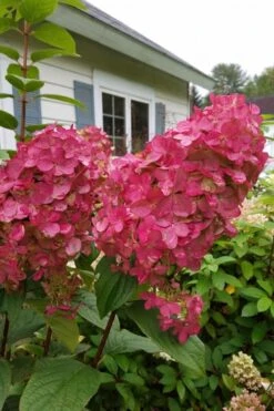 Fire Light Hydrangea - Single Trunk Topiary Tree - 5 Gallon Pot 11 Fire Light Hydrangea - Single Trunk Topiary Tree - 5 Gallon Pot -Garden Plant Shop Hydrangea Fire Light 3 1