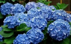 Glory Blue Hydrangea - 3 Gallon Pot -Garden Plant Shop Hydrangea Glory Blue 11