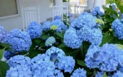 Nikko Blue Hydrangea - 2 Gallon Pot -Garden Plant Shop Hydrangea Glory Blue Shrub 2 2