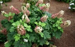 Jetstream Oakleaf Hydrangea - 3 Gallon Pot -Garden Plant Shop Hydrangea Jetstream 5
