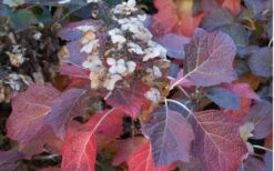 Jetstream Oakleaf Hydrangea - 3 Gallon Pot -Garden Plant Shop Hydrangea Jetstream 6