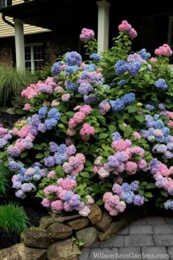 L.A. Dreamin' Hydrangea - 2 Gallon Pot -Garden Plant Shop Hydrangea LA Dreamin 5