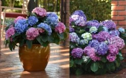 L.A. Dreamin Hydrangea - 3 Gallon Pot -Garden Plant Shop Hydrangea LA Dreamin Blooms 2 1