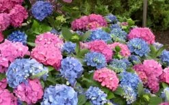 L.A. Dreamin' Hydrangea - 2 Gallon Pot -Garden Plant Shop Hydrangea LA Dreamin Blooms