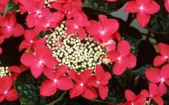 Lady In Red Hydrangea - 3 Gallon Pot -Garden Plant Shop Hydrangea Lady In Red Flower Closeup