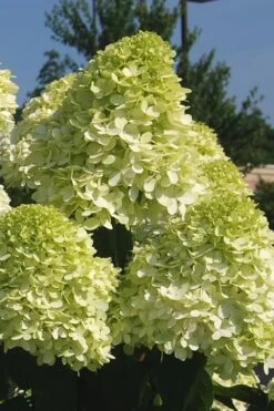 Limelight PeeGee Hydrangea - 7 Gallon Pot (3-4') -Garden Plant Shop Hydrangea Limelight 101 1