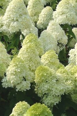 Limelight PeeGee Hydrangea - 2.5 Gallon Pot -Garden Plant Shop Hydrangea Limelight 107