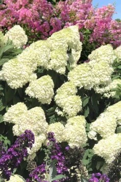 Limelight PeeGee Hydrangea - 2.5 Gallon Pot -Garden Plant Shop Hydrangea Limelight 110