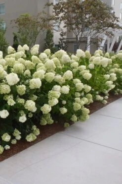 Limelight PeeGee Hydrangea - 6 Pack Of 1 Gallon Pots -Garden Plant Shop Hydrangea Limelight 20 1