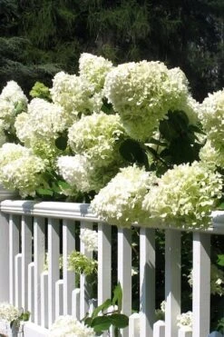 Limelight PeeGee Hydrangea - 7 Gallon Pot (3-4') -Garden Plant Shop Hydrangea Limelight 21 3
