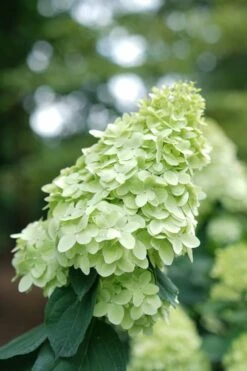 Limelight Prime Hydrangea - 2 Gallon Pot -Garden Plant Shop Hydrangea Limelight Prime 1 1