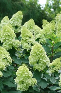 Limelight Prime Hydrangea - 3 Gallon Pot -Garden Plant Shop Hydrangea Limelight Prime 4